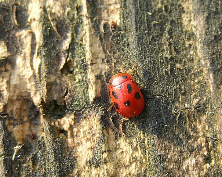 Gonioctena fornicata dal basso Piemonte a Garda